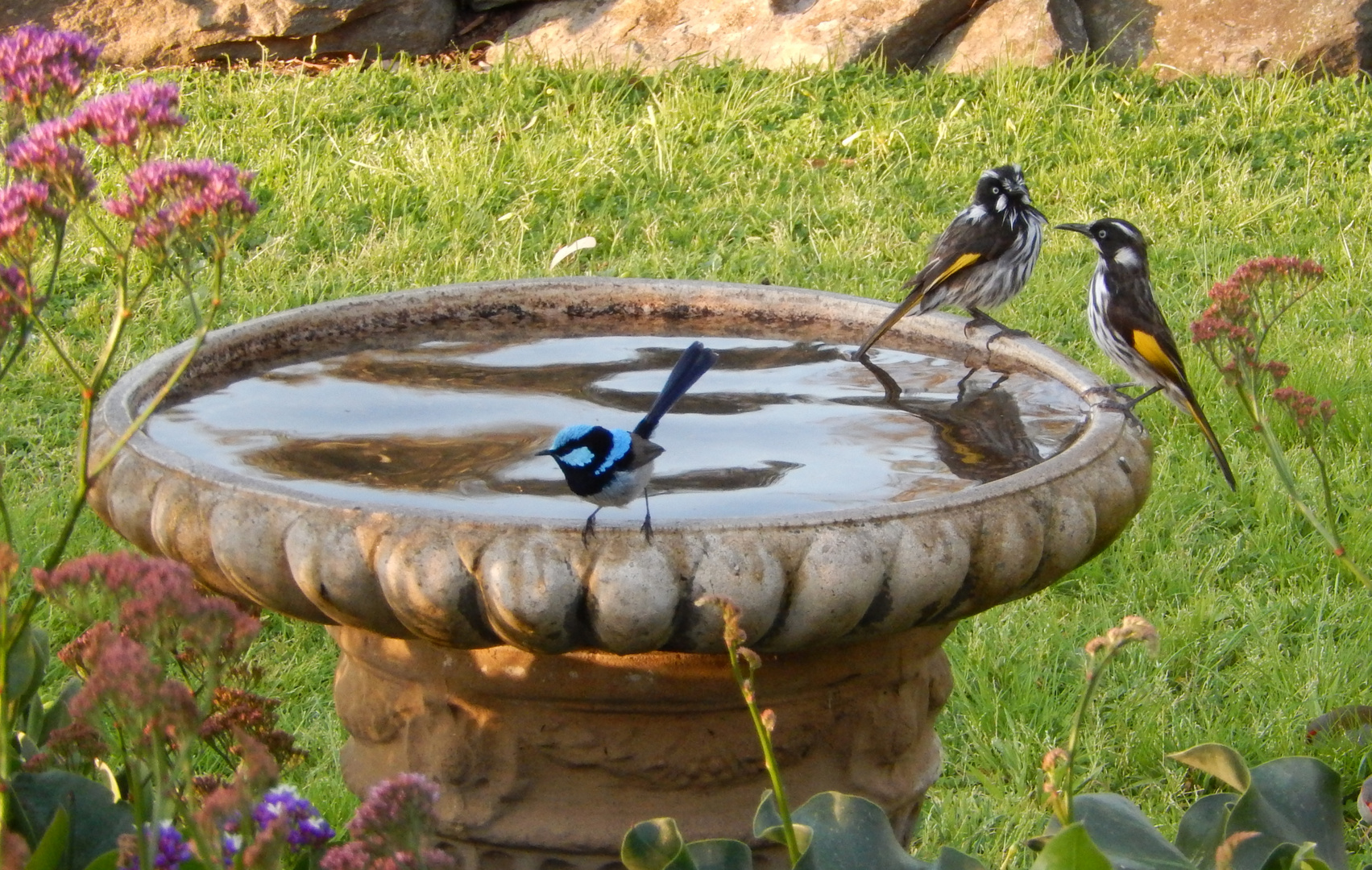 Blue Fairy Wren & New Holland Honey Eater