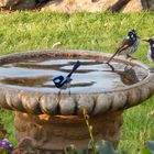 Blue Fairy Wren & New Holland Honey Eater