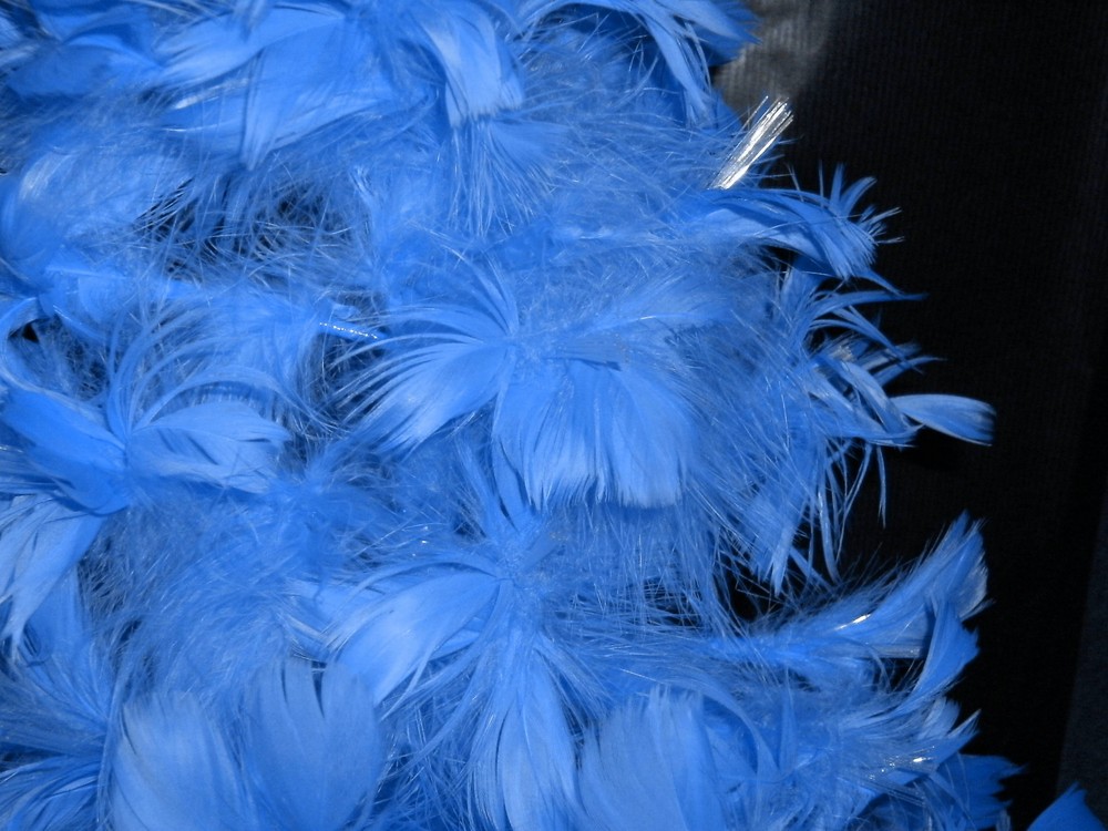 Blue Feathers