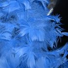 Blue Feathers