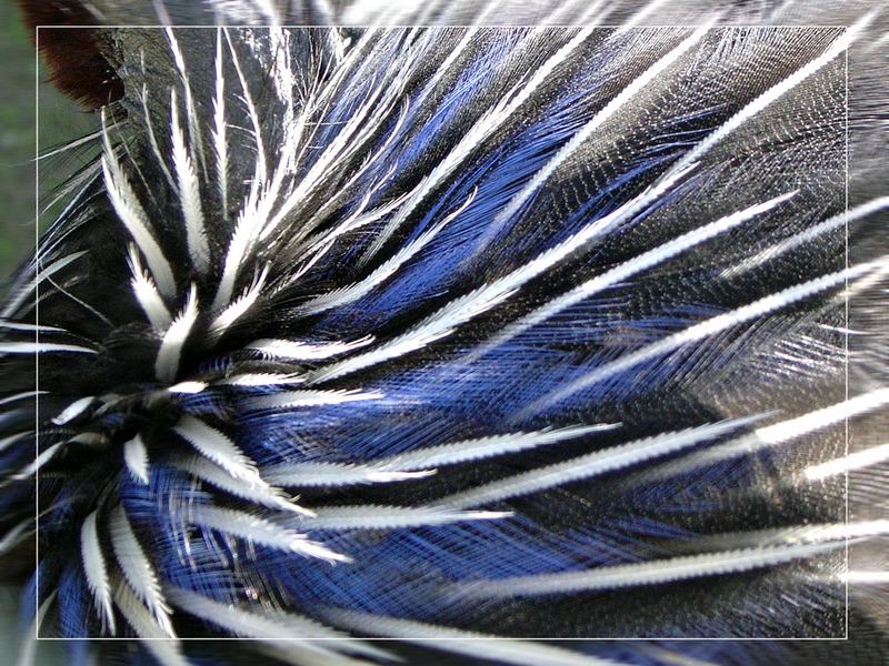 blue feathers