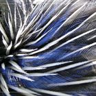 blue feathers