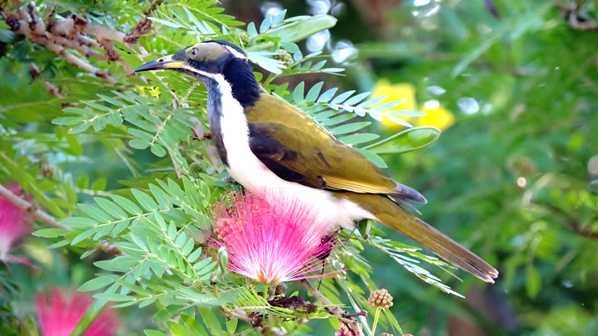 Blue fgaced Honeyeater