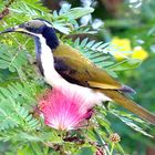 Blue fgaced Honeyeater