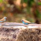 Blue Finches