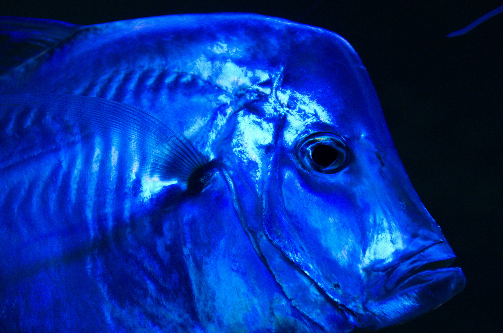 Blue Fish