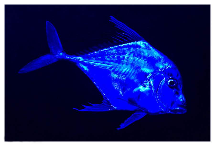 Blue Fish