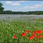 blue flax carpet