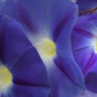 blue - florales 20