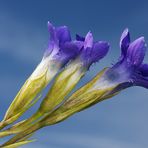 blue - florales 21