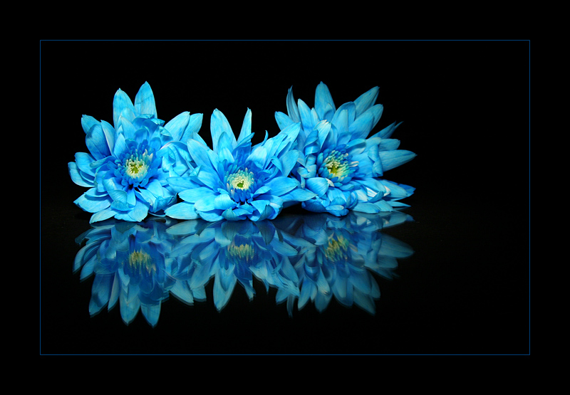 Blue Flovers