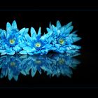 Blue Flovers