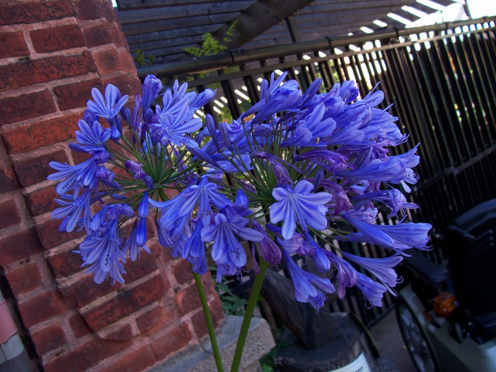 Blue Flower