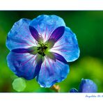 Blue Flower