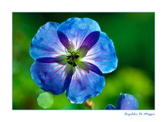 Blue Flower