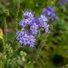 * BLue FLower