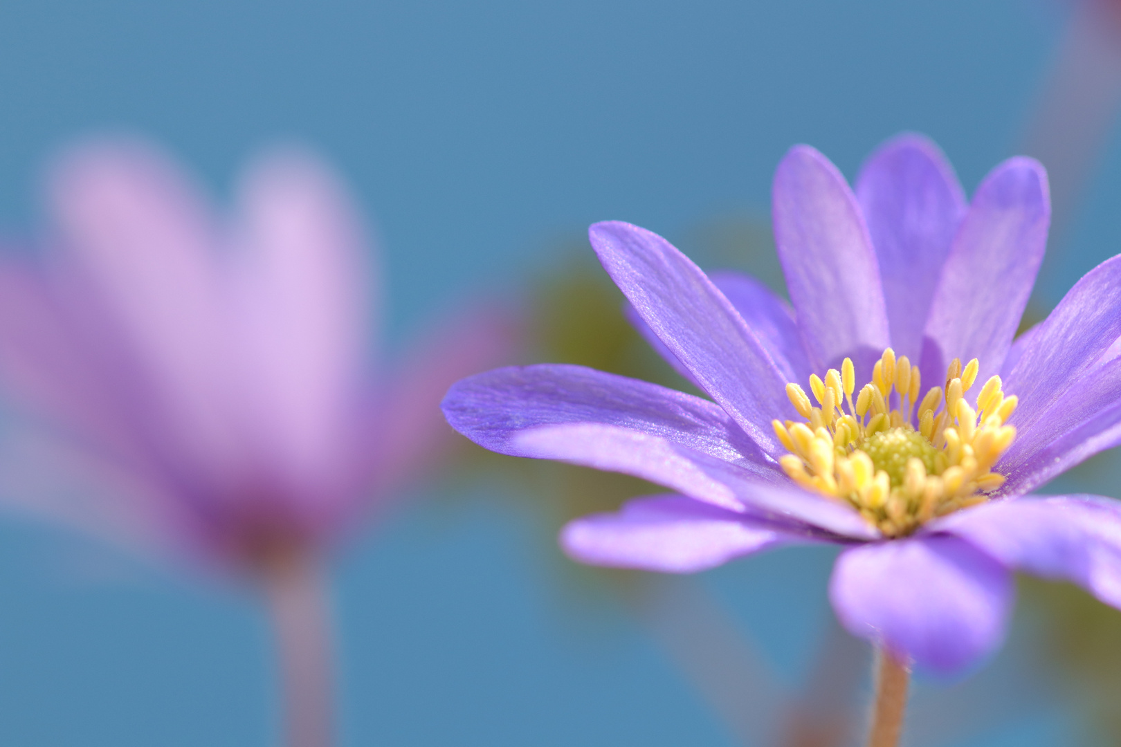 blue Flower