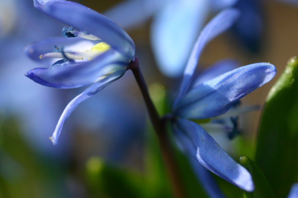 blue flower