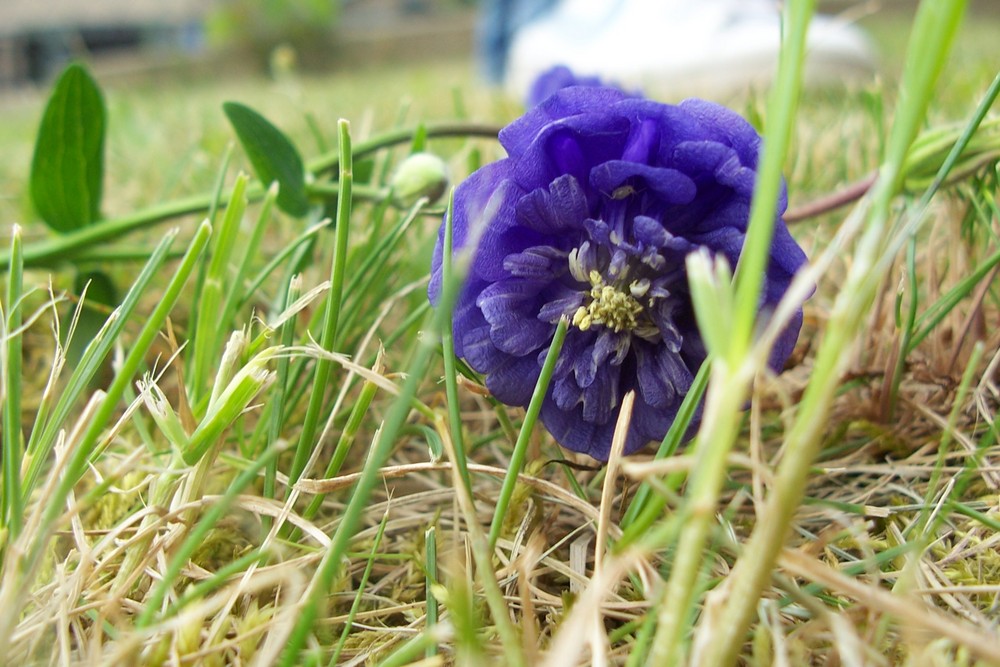 Blue Flower