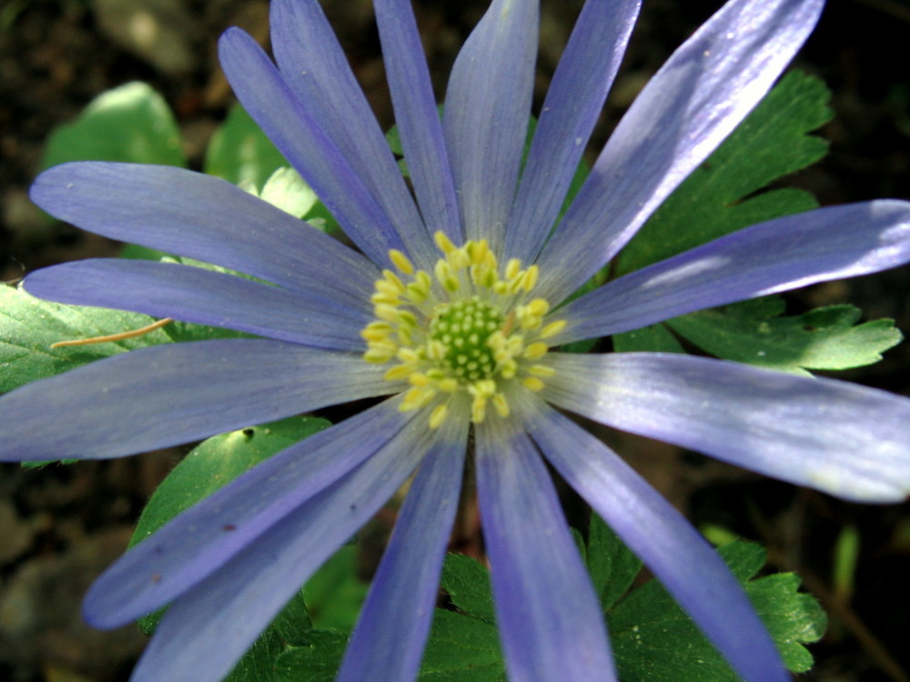 Blue Flower