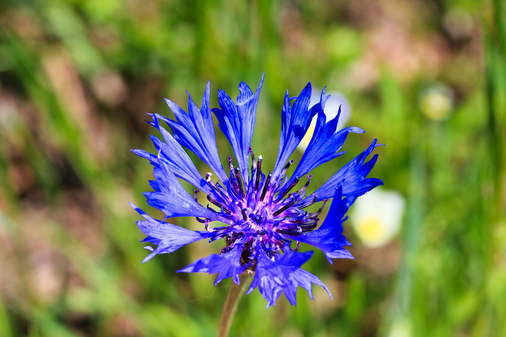 blue flower