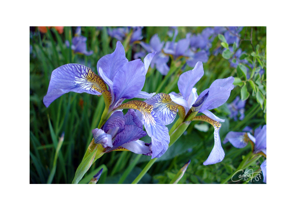 Blue Flower