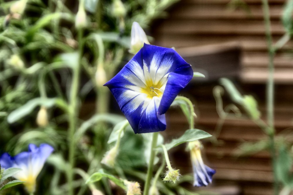 blue flower