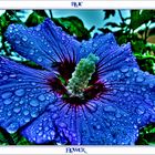 **blue flower**