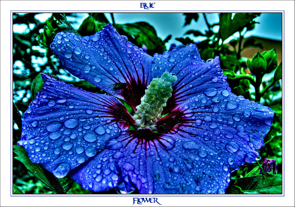 **blue flower**
