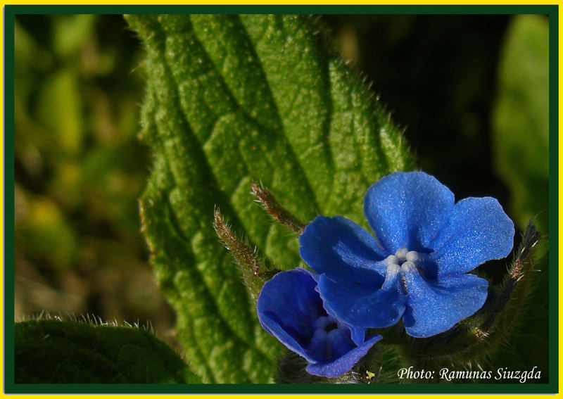 Blue Flower