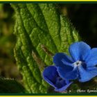 Blue Flower