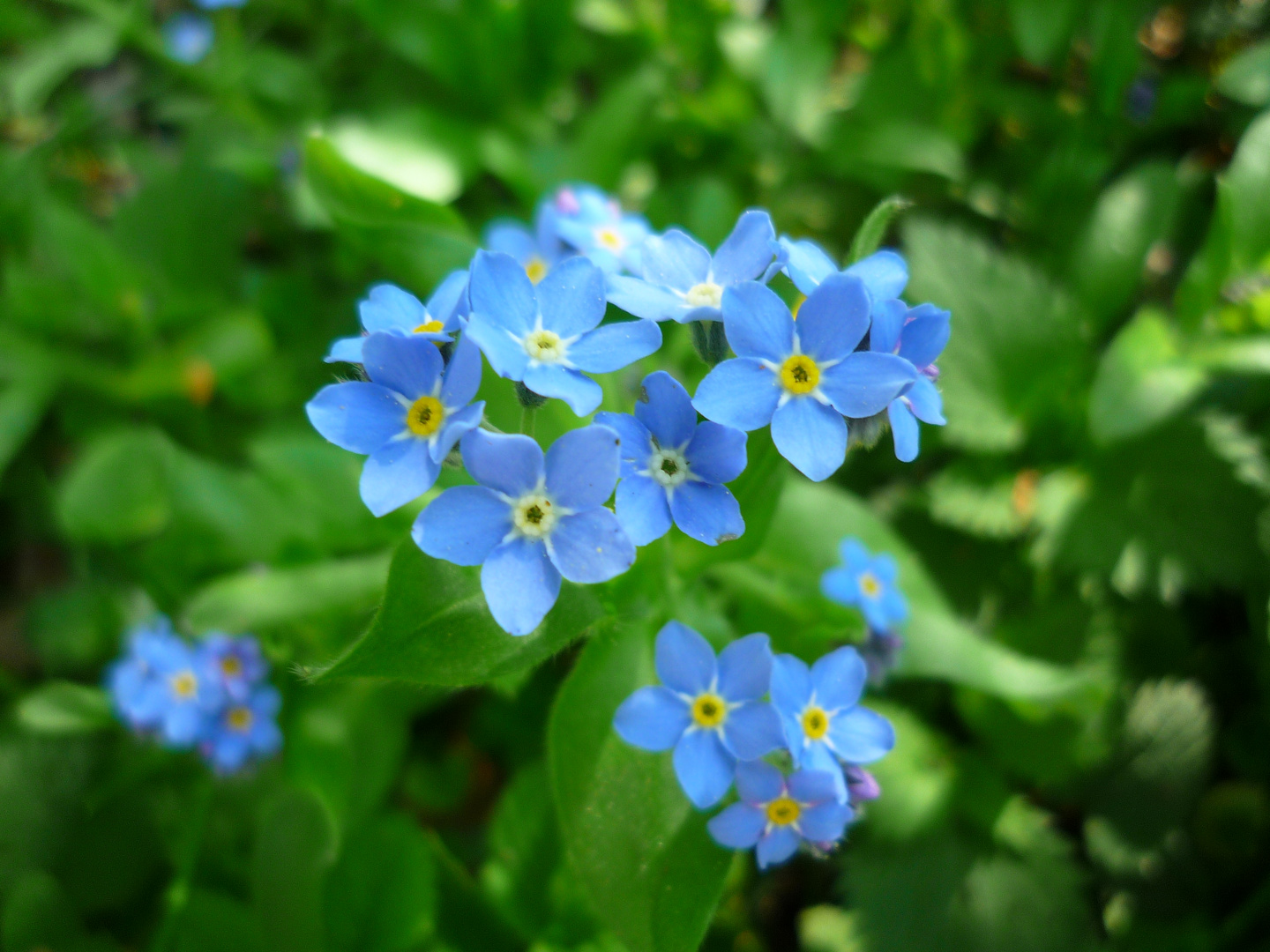 Blue Flower