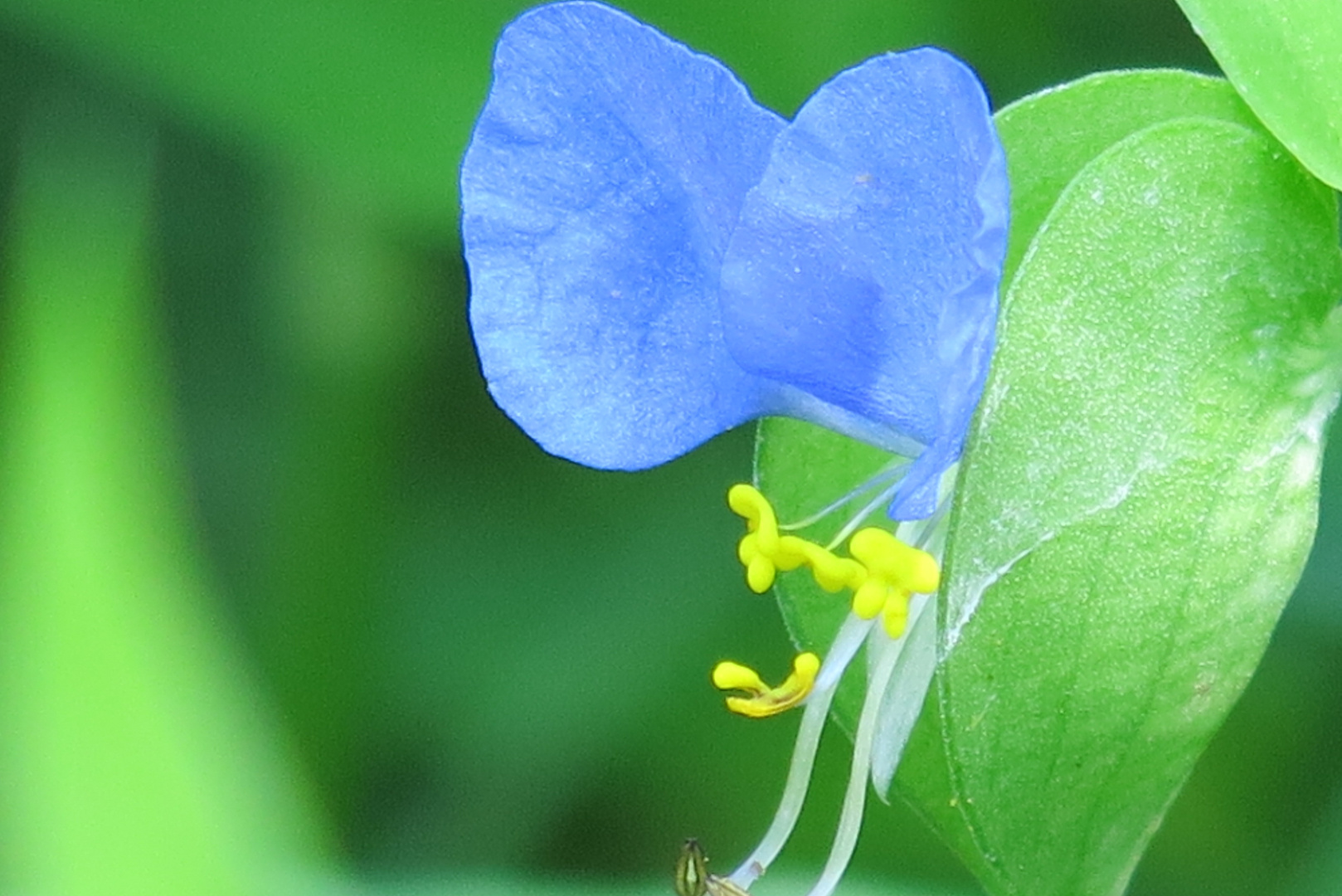 Blue flower