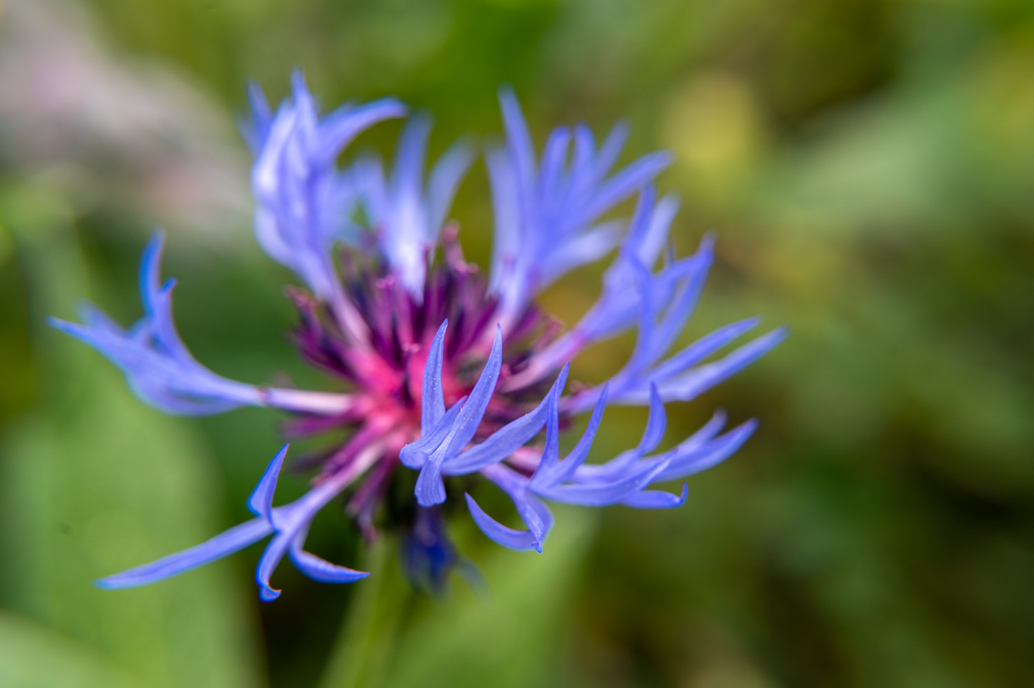 Blue Flower 