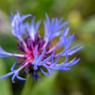 Blue Flower 