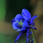 Blue Flower