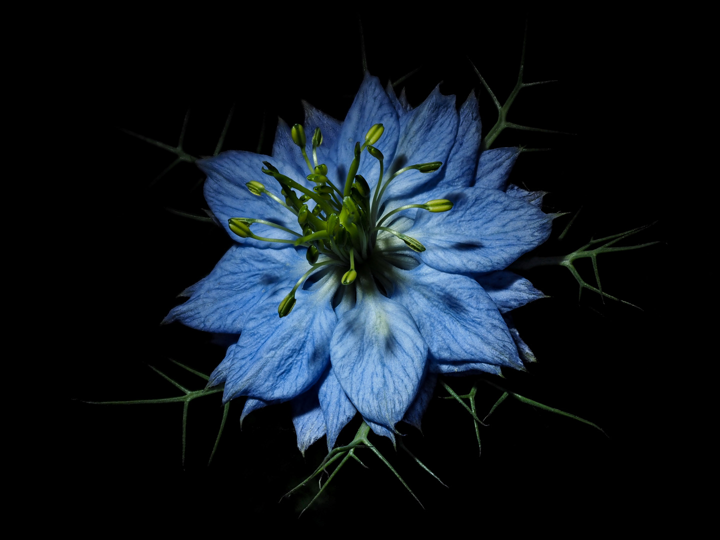 Blue flower