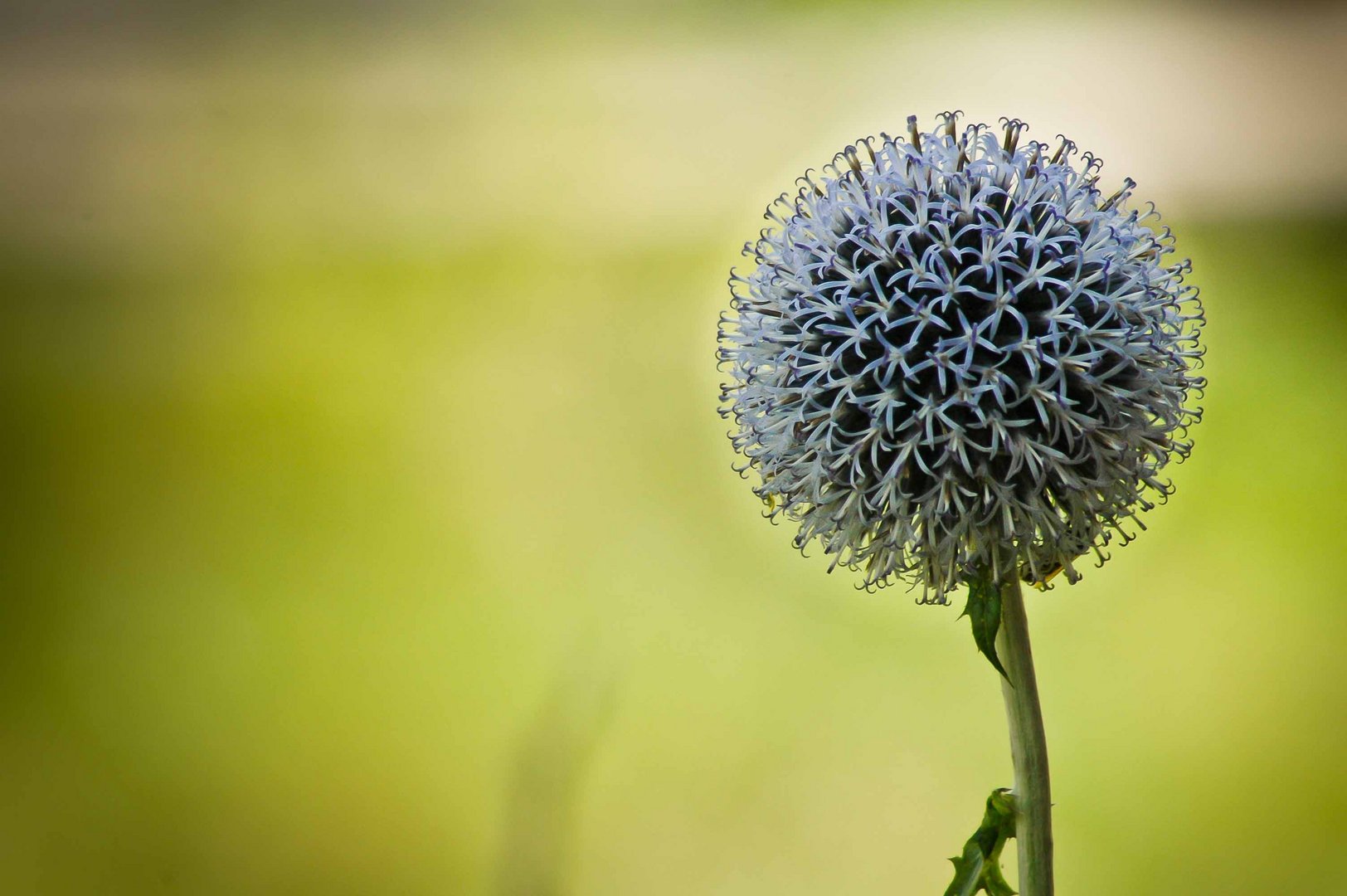 Blue flower