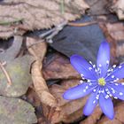 Blue flower