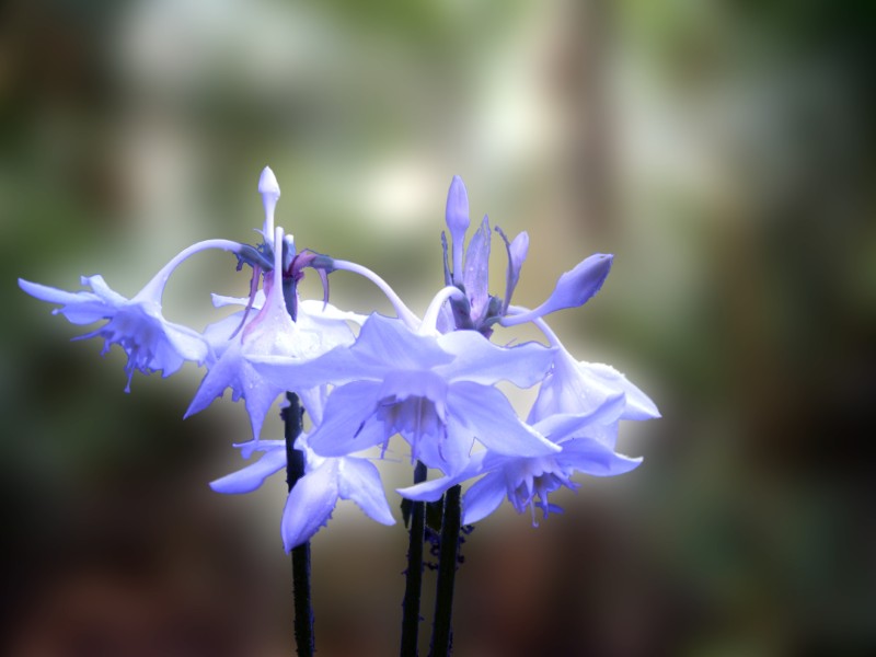 blue flower