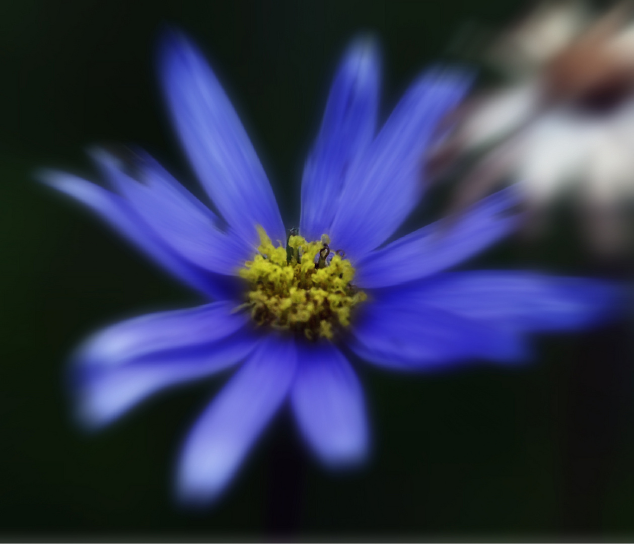 Blue Flower