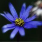 Blue Flower