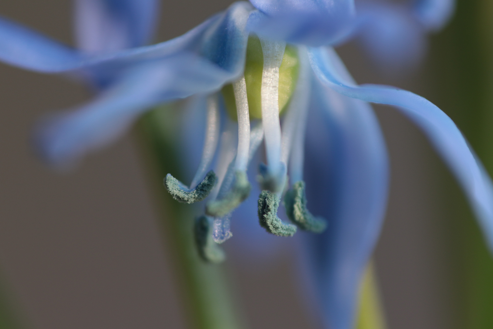 blue Flower