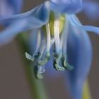 blue Flower