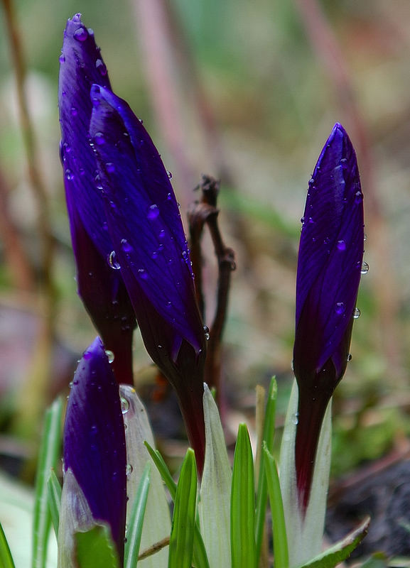 Blue Flower