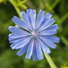 Blue Flower