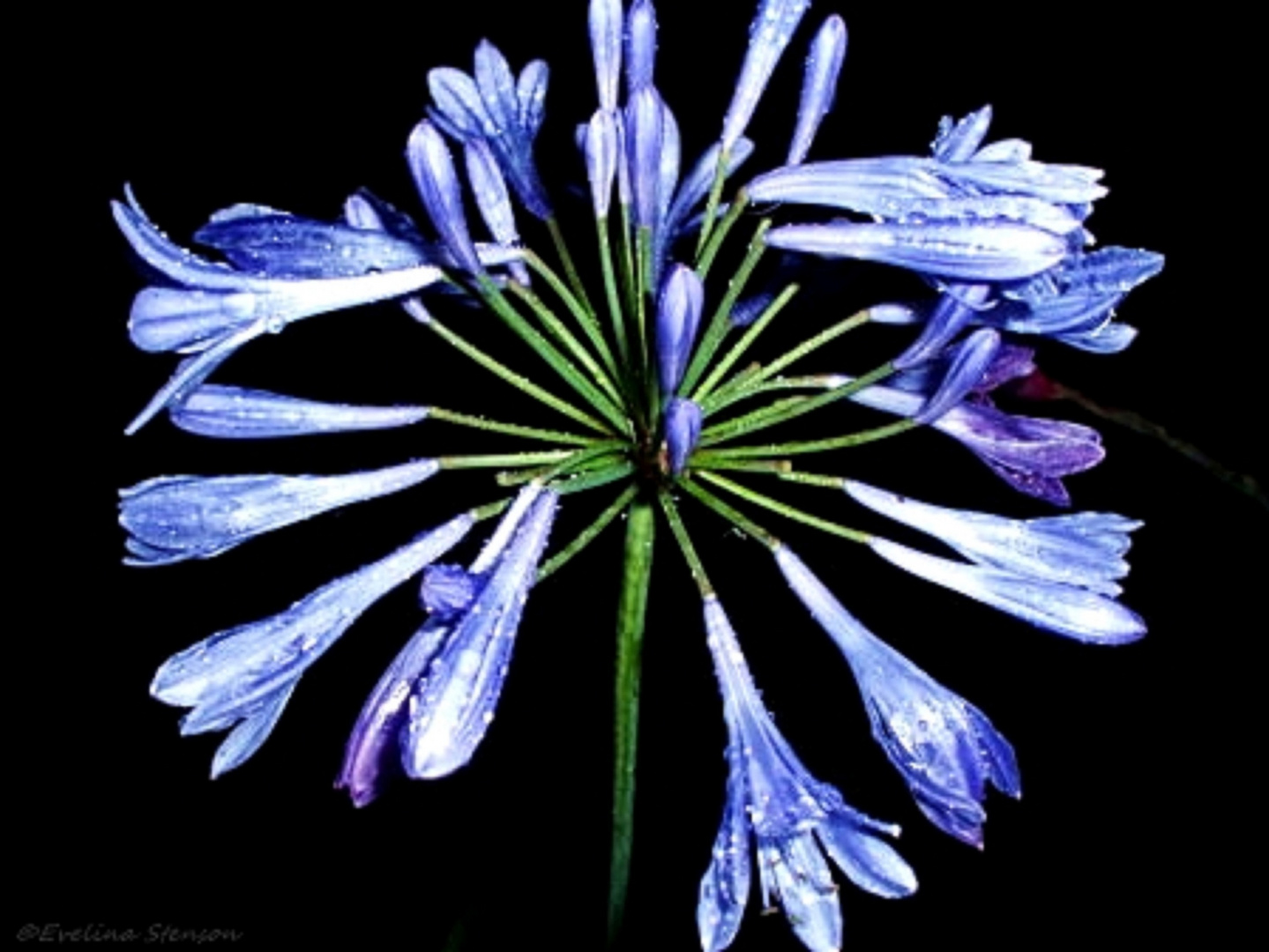 Blue flower