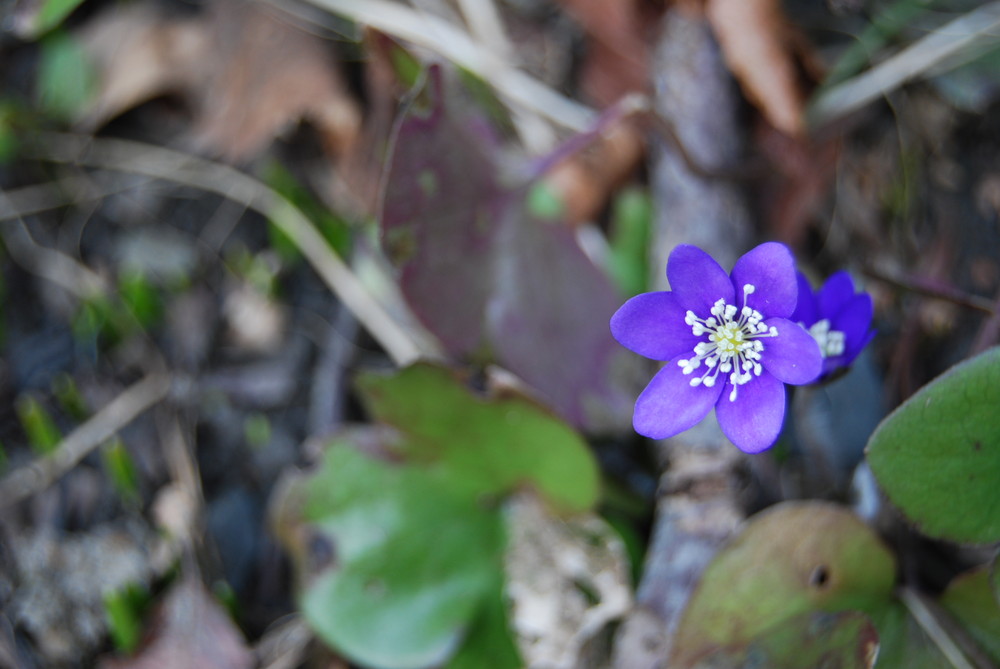 Blue flower