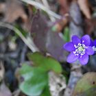 Blue flower