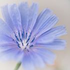 Blue Flower